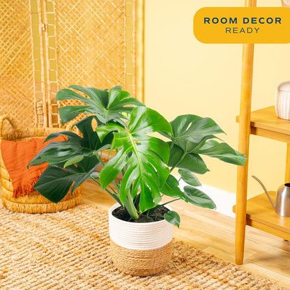 Costa Farms Monstera, Swiss Cheese Live Plant in Decorative Pot, Large Indoor Houseplant, Perfect