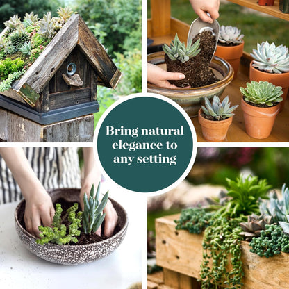 Shop Succulents | Verde Collection | Assortment of Hand Selected, Fully Rooted Live Indoor Green