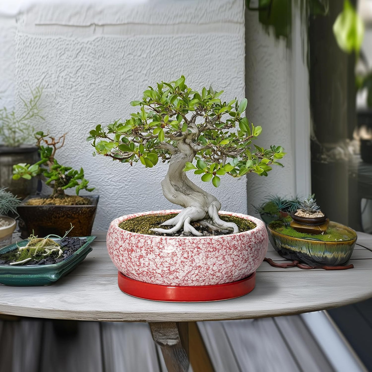 Bonsai Pots 10 Inch - Ceramic Succulent Planters for Indoor Plants Outdoor, Succulent Pots with