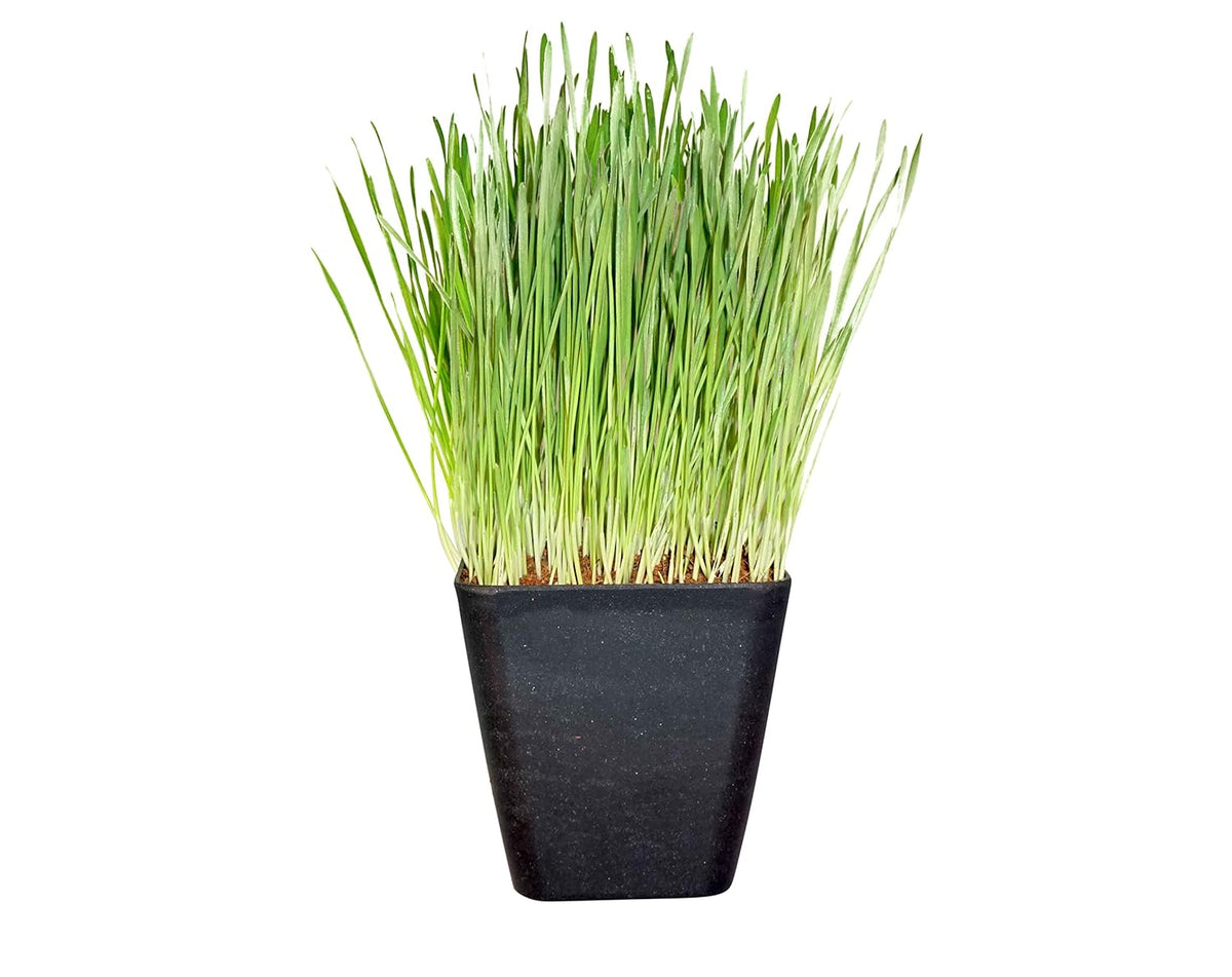 Non-GMO, Thunder Acres Premium Wheat Seed, Cat Grass Seed, Wheatgrass, Hard Red Winter Wheat (1