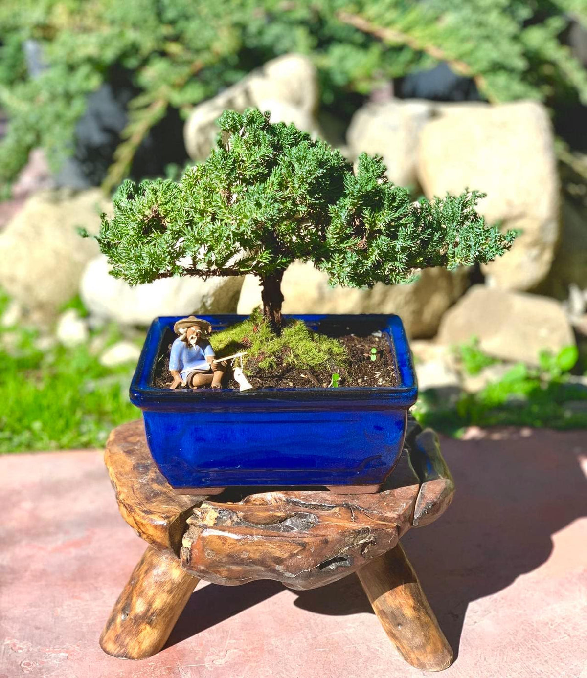 Live Dwarf Juniper Bonsai Tree 7 Year Old | Juniper or Jade Bonsai Tree | Indoor/Outdoor | 100%