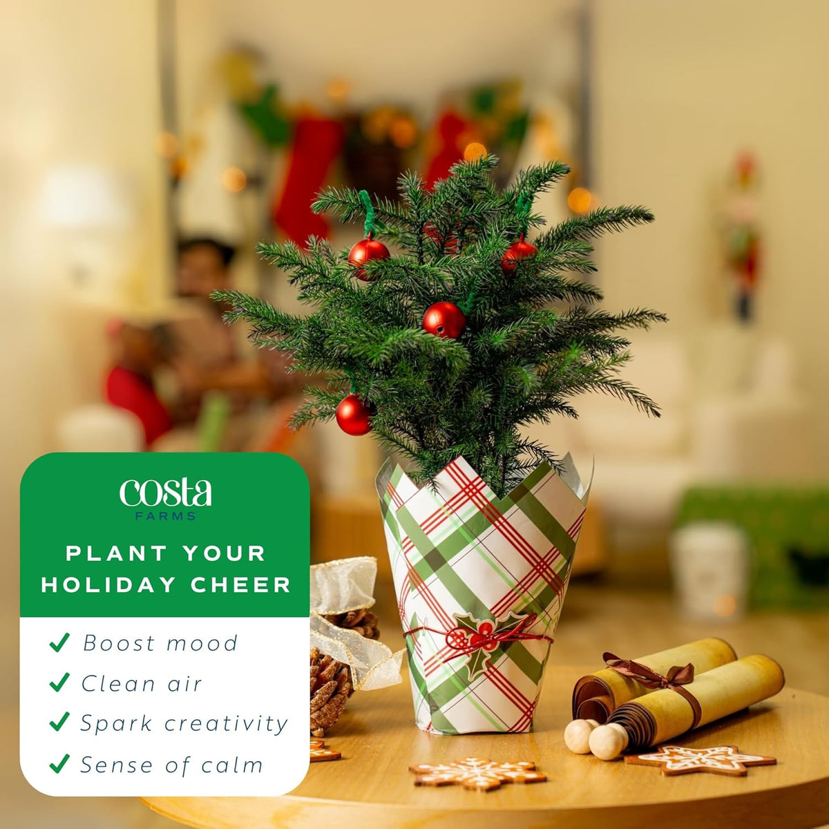 Costa Farms Live Christmas Tree, Small Norfolk Island Pine Tree in Nursery Plant Pot, Potting Soil