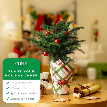 Costa Farms Live Christmas Tree, Small Norfolk Island Pine Tree in Nursery Plant Pot, Potting Soil
