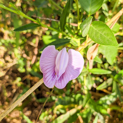 Outsidepride Austrian Winter Peas Seeds for Planting – 1 oz (Cool-Season Cover Crop, High-Protein