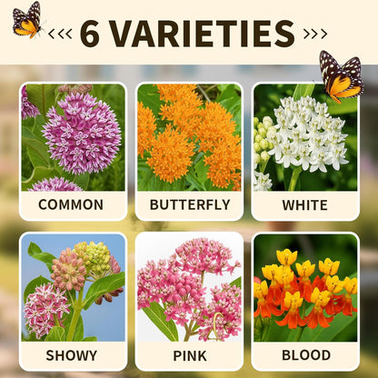 Mix Milkweed Seeds for Monarch Butterflies - 6 Individual Varieties Perennial Wildflower (120 Seeds
