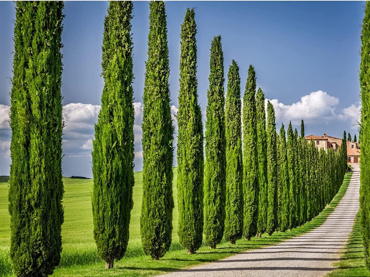 Italian Cypress Tree | 10 Live 4 Inch Pots | Cupressus Sempervirens | Formal Elegant Mediterranean