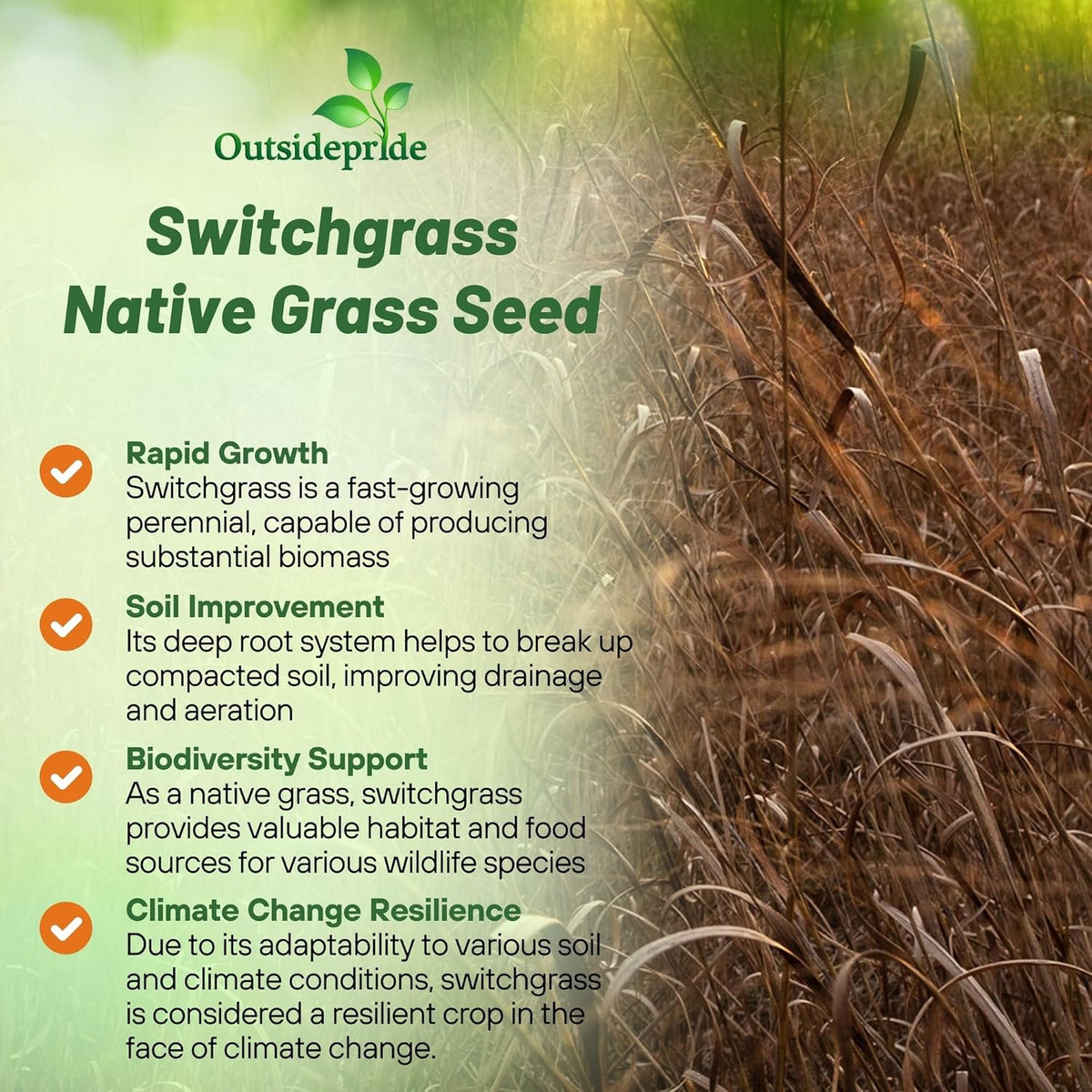 Outsidepride Switchgrass Seed - 25 lbs. Perennial Hardy, Drought & Flood Tolerant Native Grass Seed