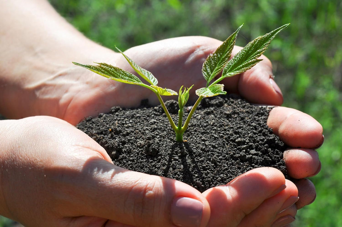 Organic Worm Castings Premium Worm Castings Fertilizer for Nutrient-Rich Soil and Healthy Plant