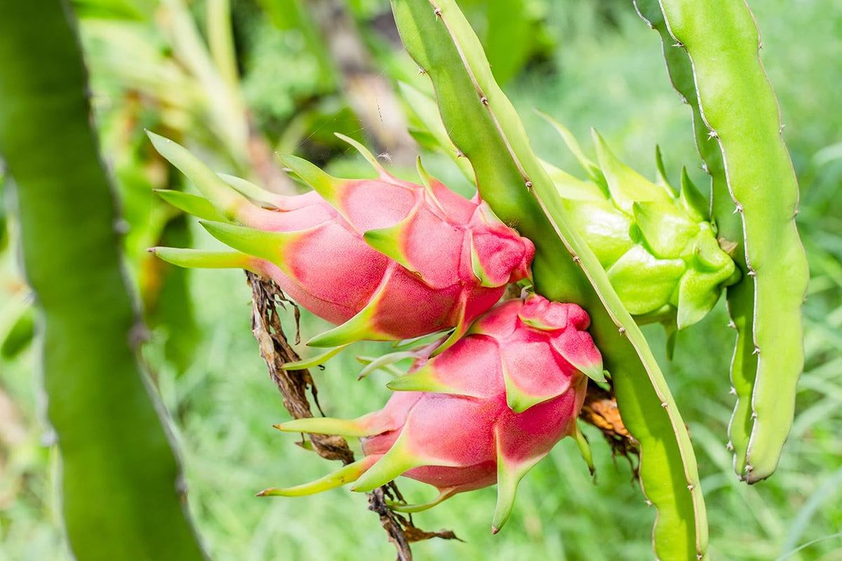Dragon Fruit Tree - Live Plant in a 4 Inch Pot - Hylocereous Undatus - Edible Tropical Fruit Plant