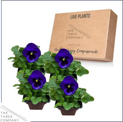 Live Healthy Flowering Pansies - Purple Blotch (4 Plants Per Pack), Beautiful Fall Color, 6" Tall