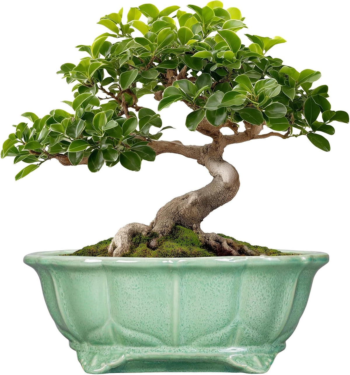 Bonsai Pots 11 Inch - Ceramic Succulent Pots with Drainage Hole, Oval Planter for Indoor Outdoor