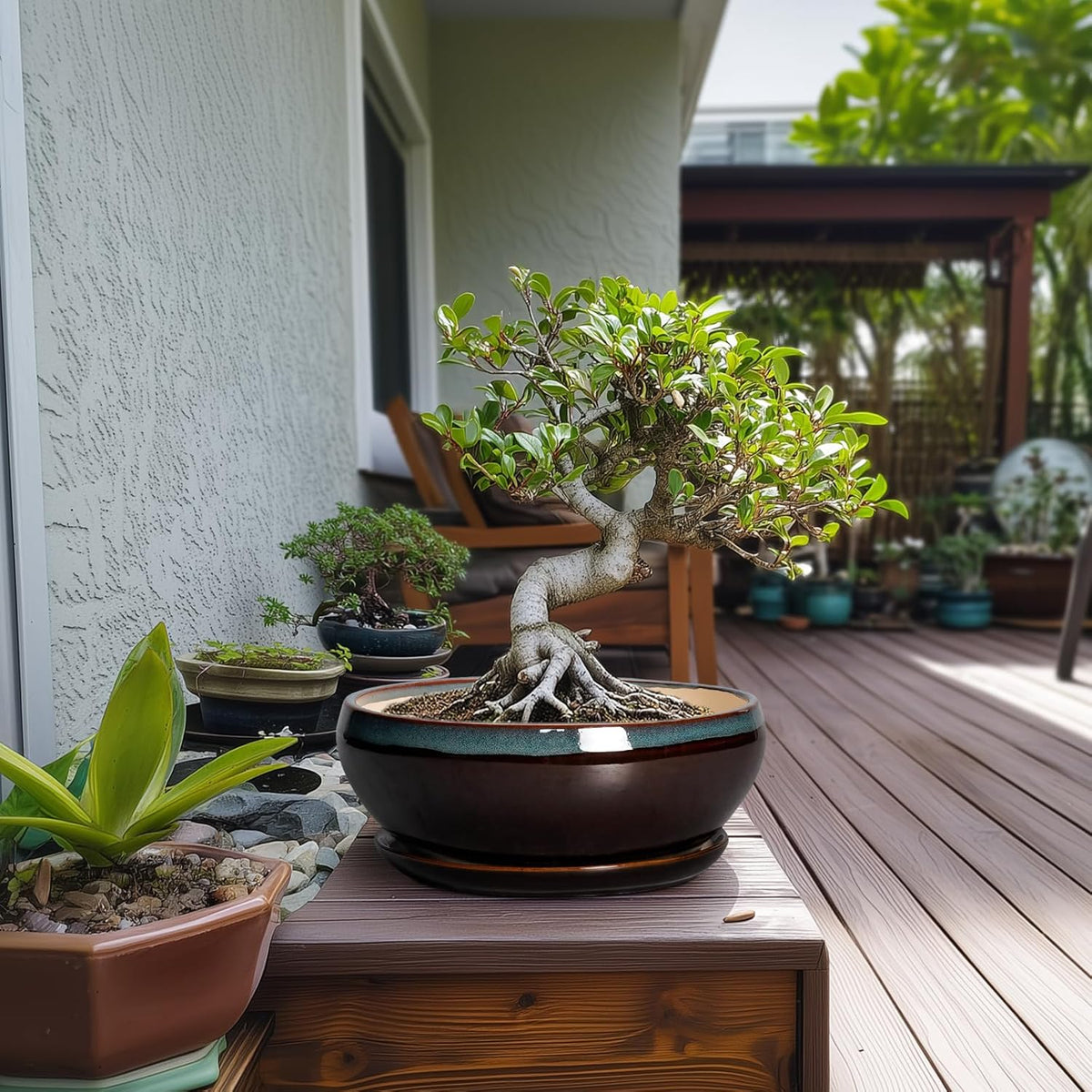 SQOWL Bonsai Tree Pots - 10 Inch Ceramic Succulent Pots with Drainage Hole and Saucer, Round