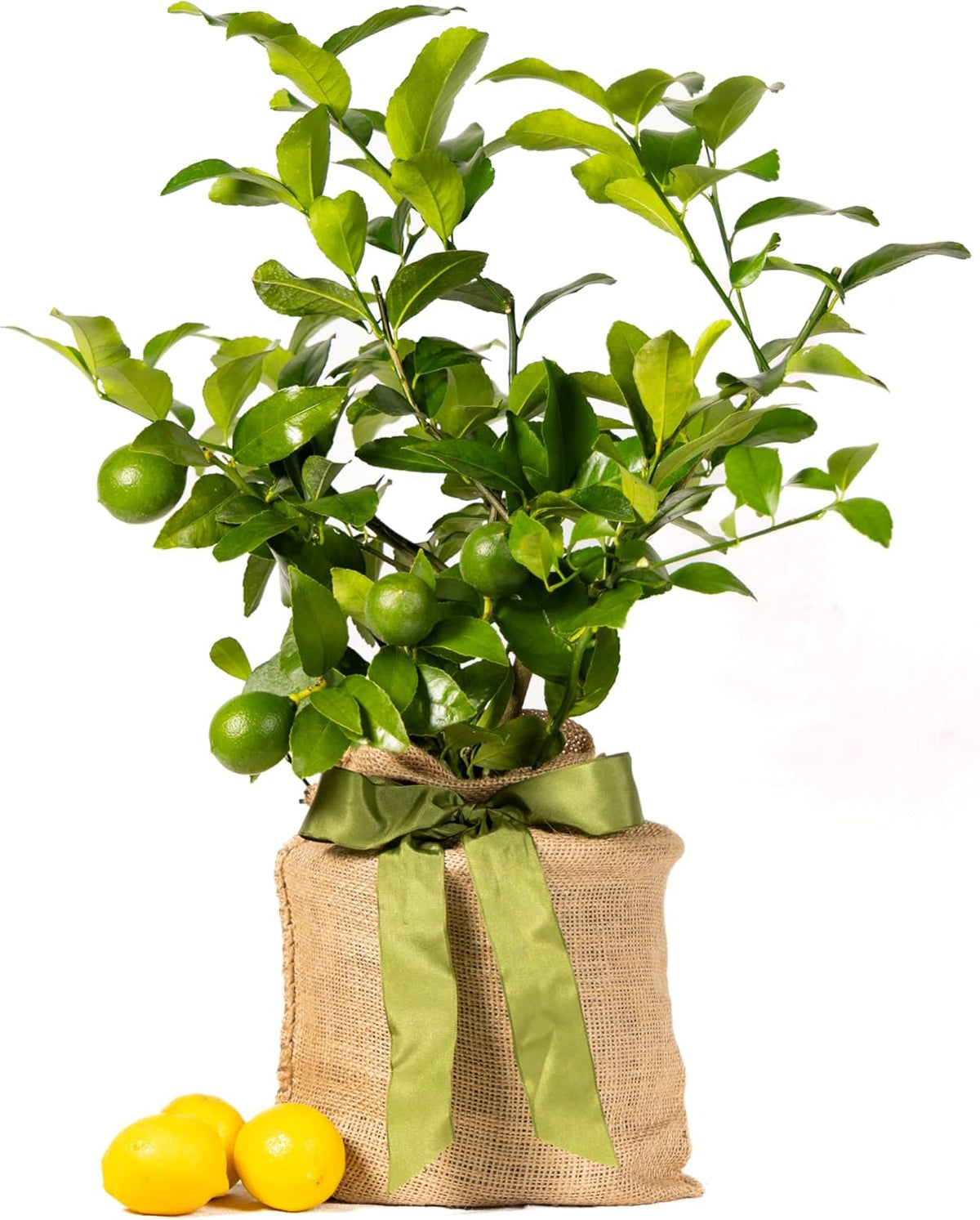 Meyer Lemon Tree Gift, Live Fruit Plant, Easy Care, Low Maintenance, Juicy Lemons, Unique