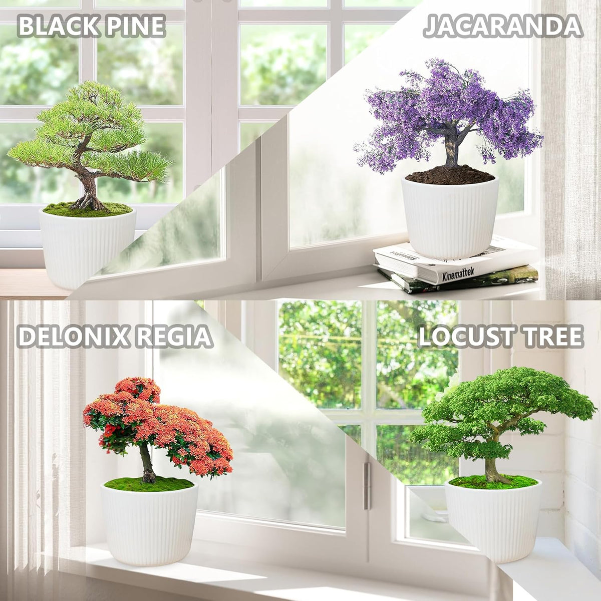 Bonsai Tree Starter Kit for Beginners - Indoor Live Plant Gardening Adult Craft Kits - Unique