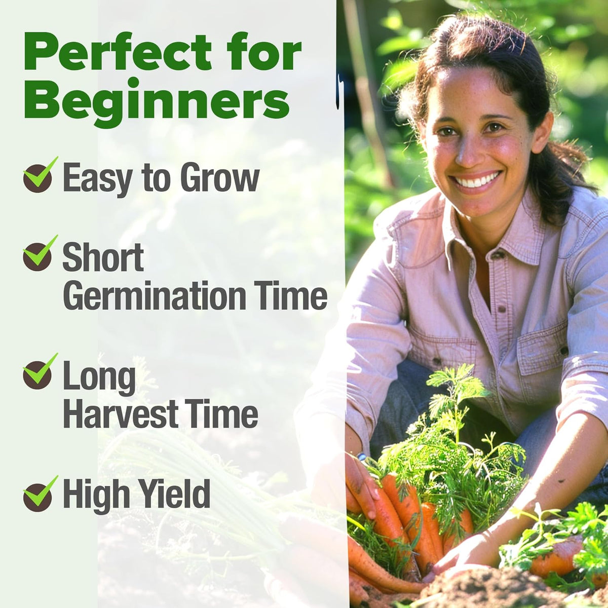 HOME GROWN Tendersweet Carrots Seeds 2 Pack - 6000 Non-GMO Heirloom Carrot Seeds for Planting