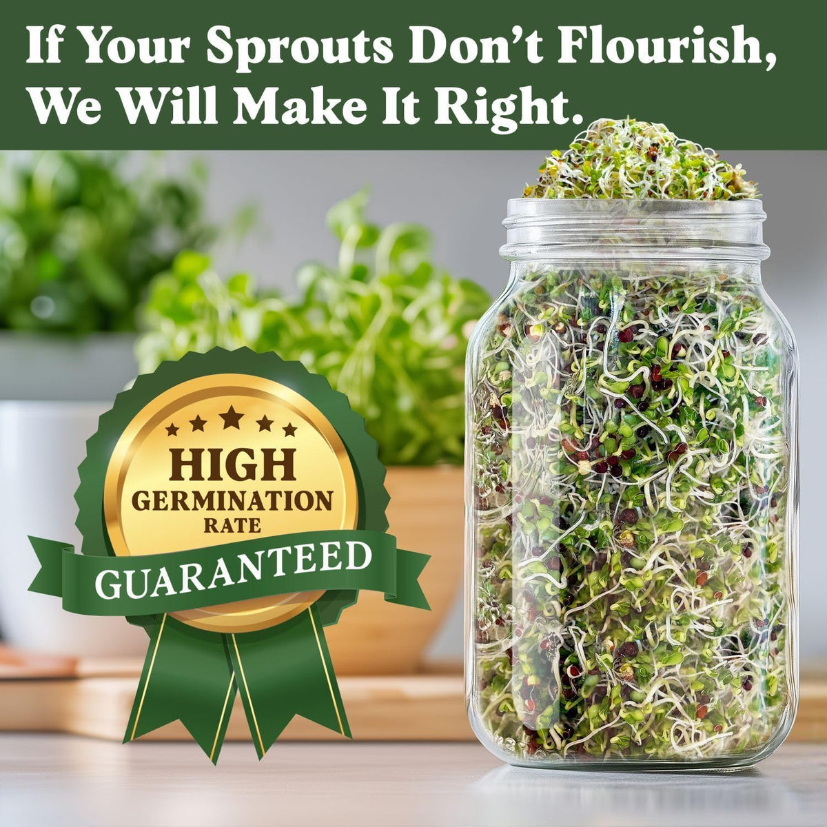 Seedboy Organic Non-GMO Broccoli Seeds for Sprouting - USA Grown Microgreens Sprouting Seeds - 8 oz