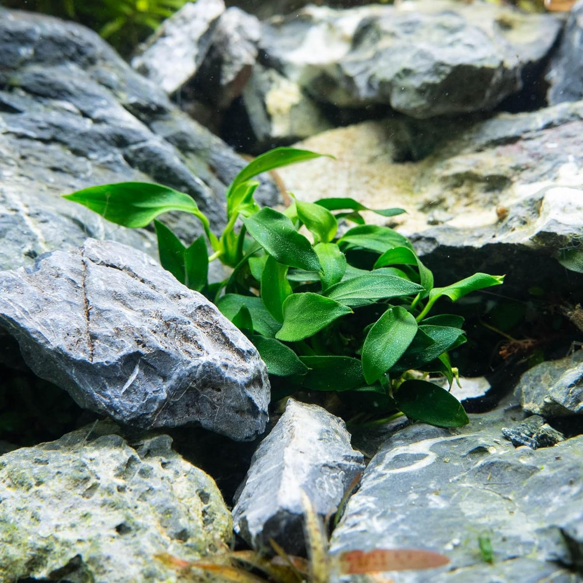 UNS Snail Free TC Anubias Nana Golden (Anubias barteri VAR. Nana) – Low Light, Golden Green Color