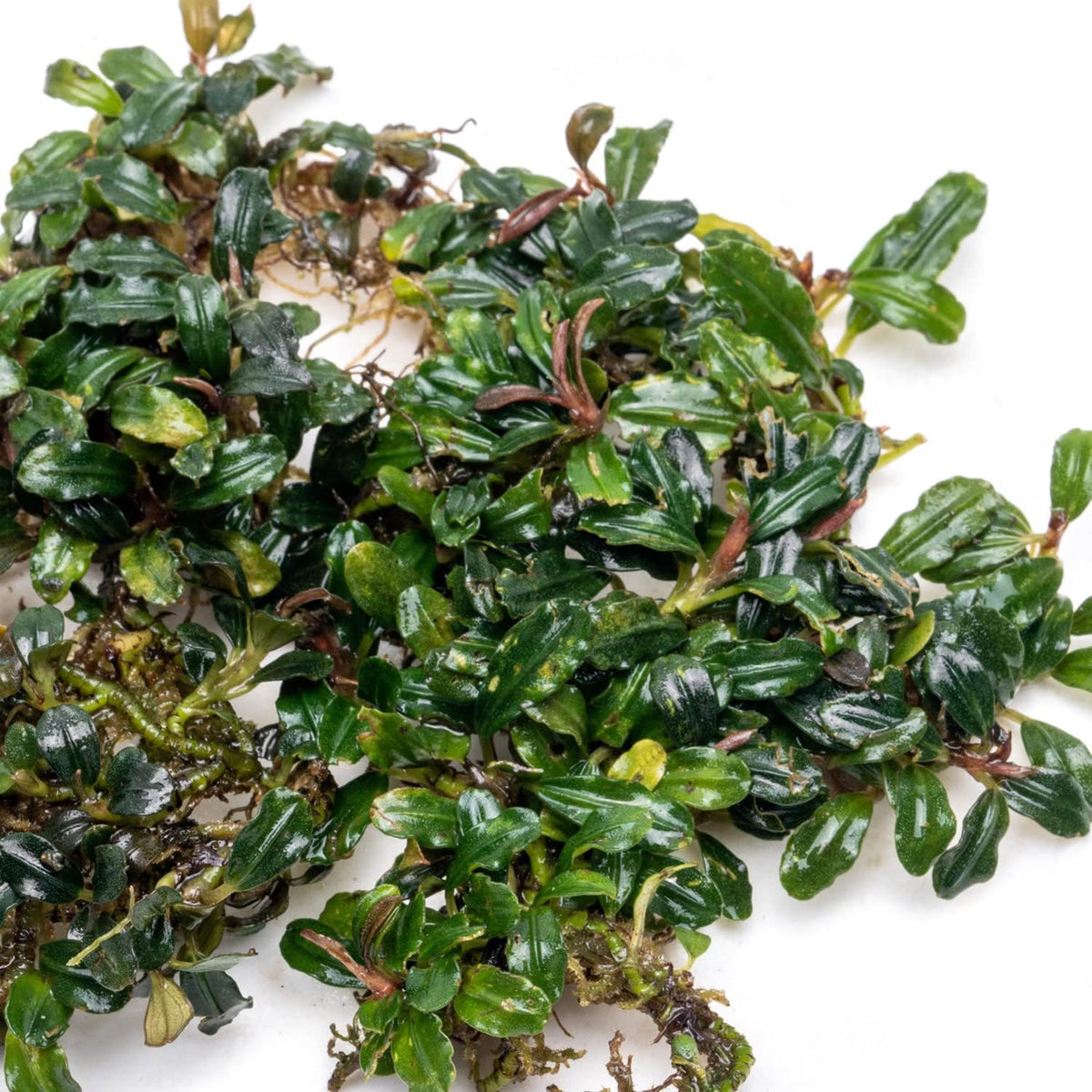 SubstrateSource Bucephalandra Lamandau Mini Purple Live Aquarium Plant - Natural Freshwater Fish