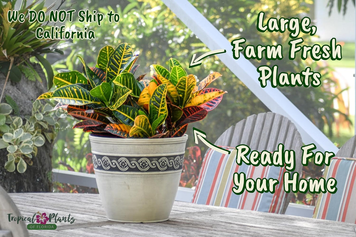 Croton Petra Plant - Tropical Foliage Plant Live - Overall Height 20" to 24" - Tropical Plants of