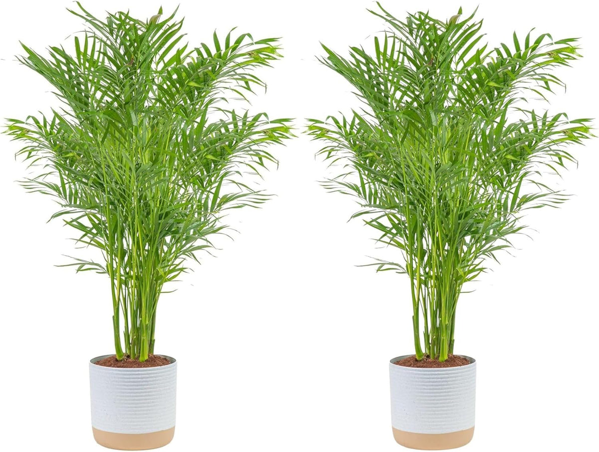 Costa Farms Cat Palm Live Plants in Decorative Pot, Large Indoor Houseplant, Perfect for Home