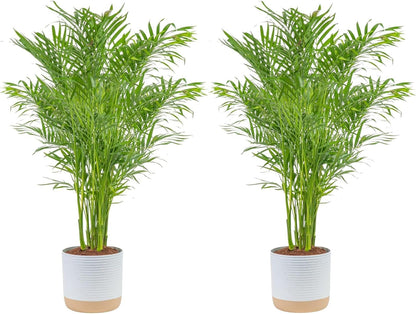 Costa Farms Cat Palm Live Plants in Decorative Pot, Large Indoor Houseplant, Perfect for Home