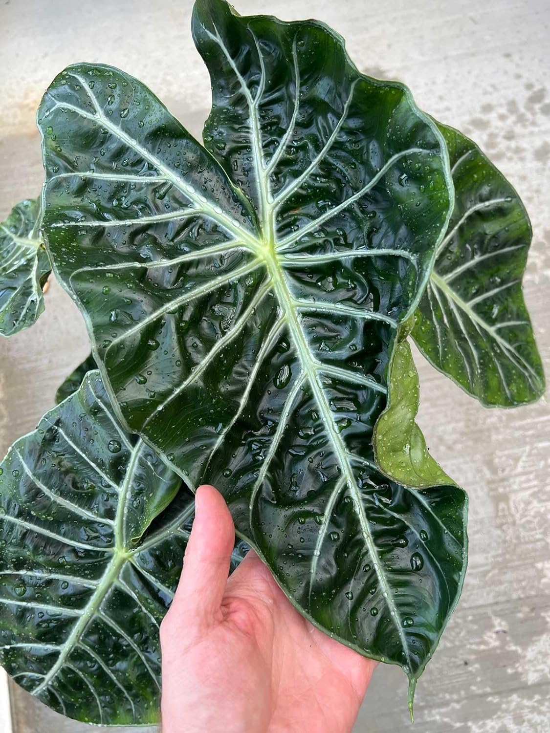 Gardenera Alocasia Plant Potting Soil - All-Natural Blend for Thriving Alocasia Plants - Boosts