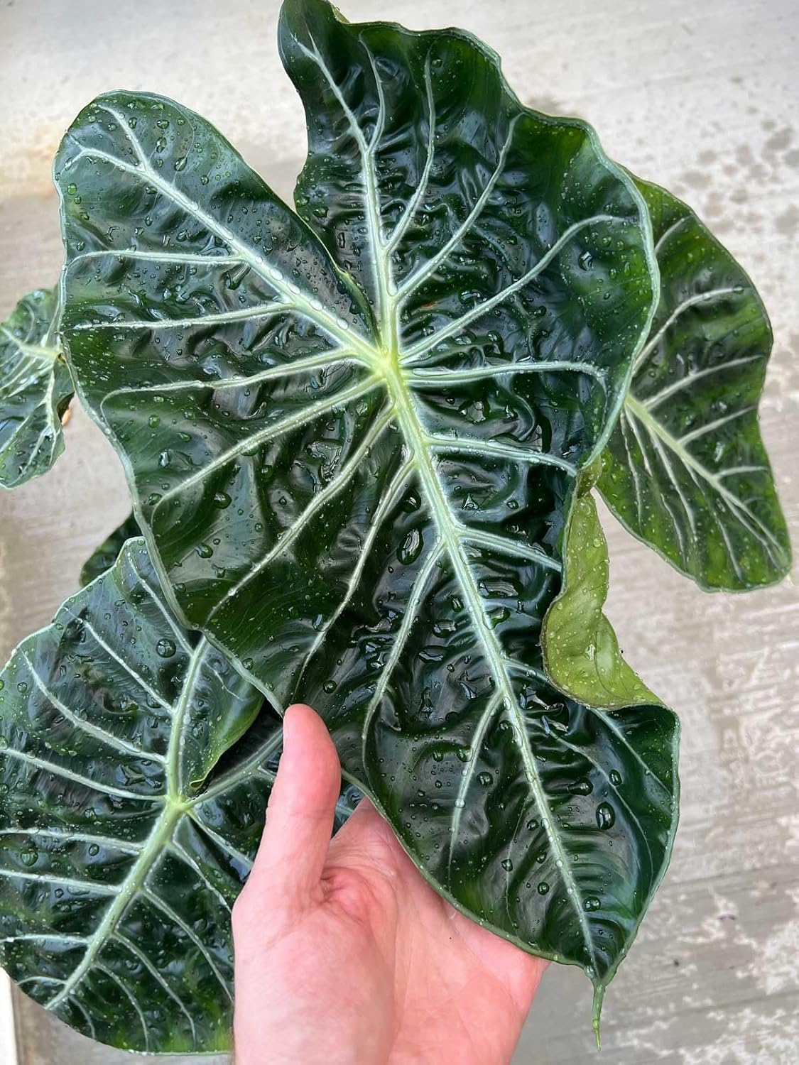 Gardenera Premium Alocasia Plant Potting Mix - Crafted for Thriving Growth and Striking Elegance