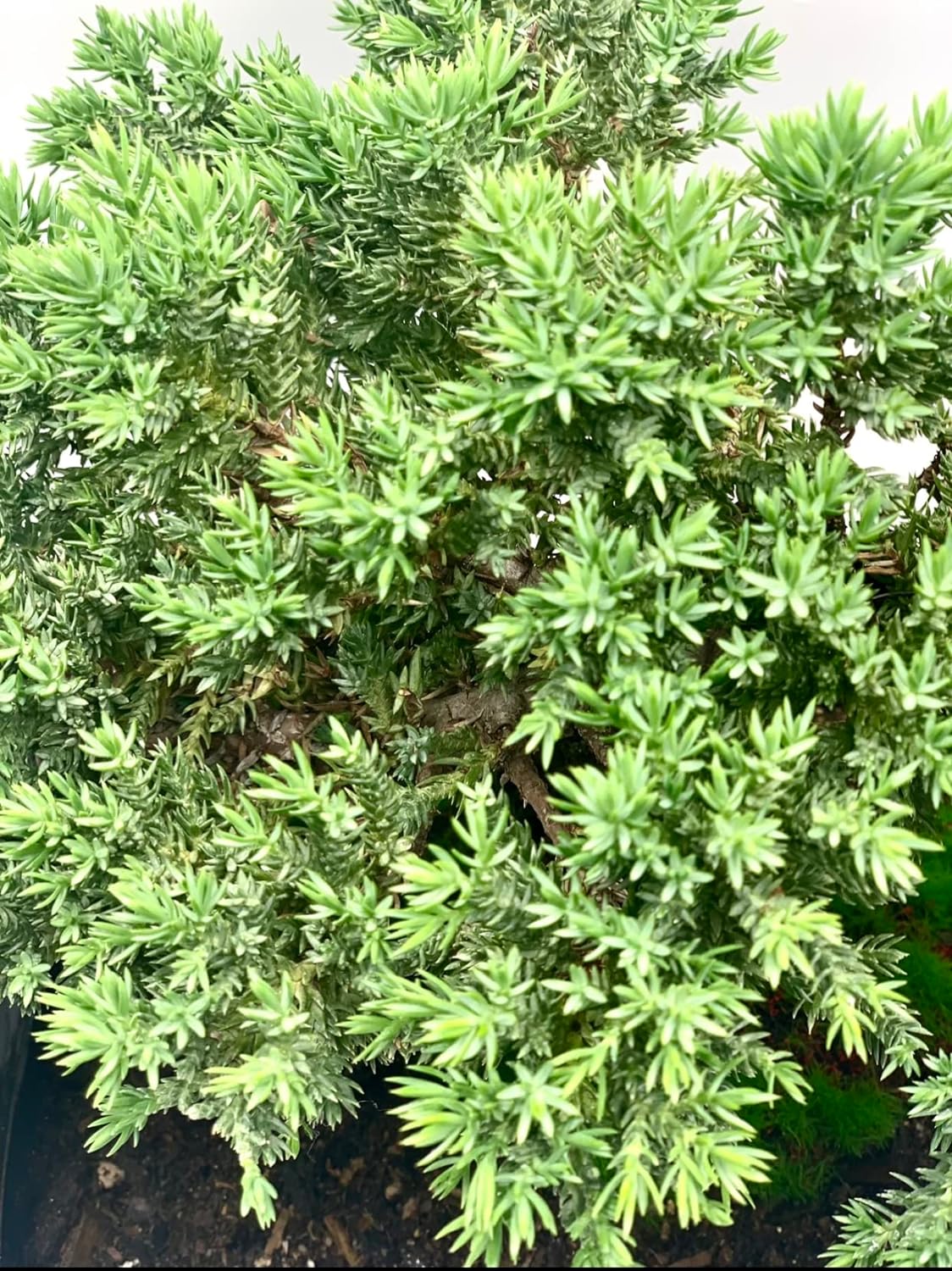 Live Dwarf Juniper Bonsai Tree 15+Years Old | Juniper or Jade Bonsai Tree | Indoor/Outdoor | 100%