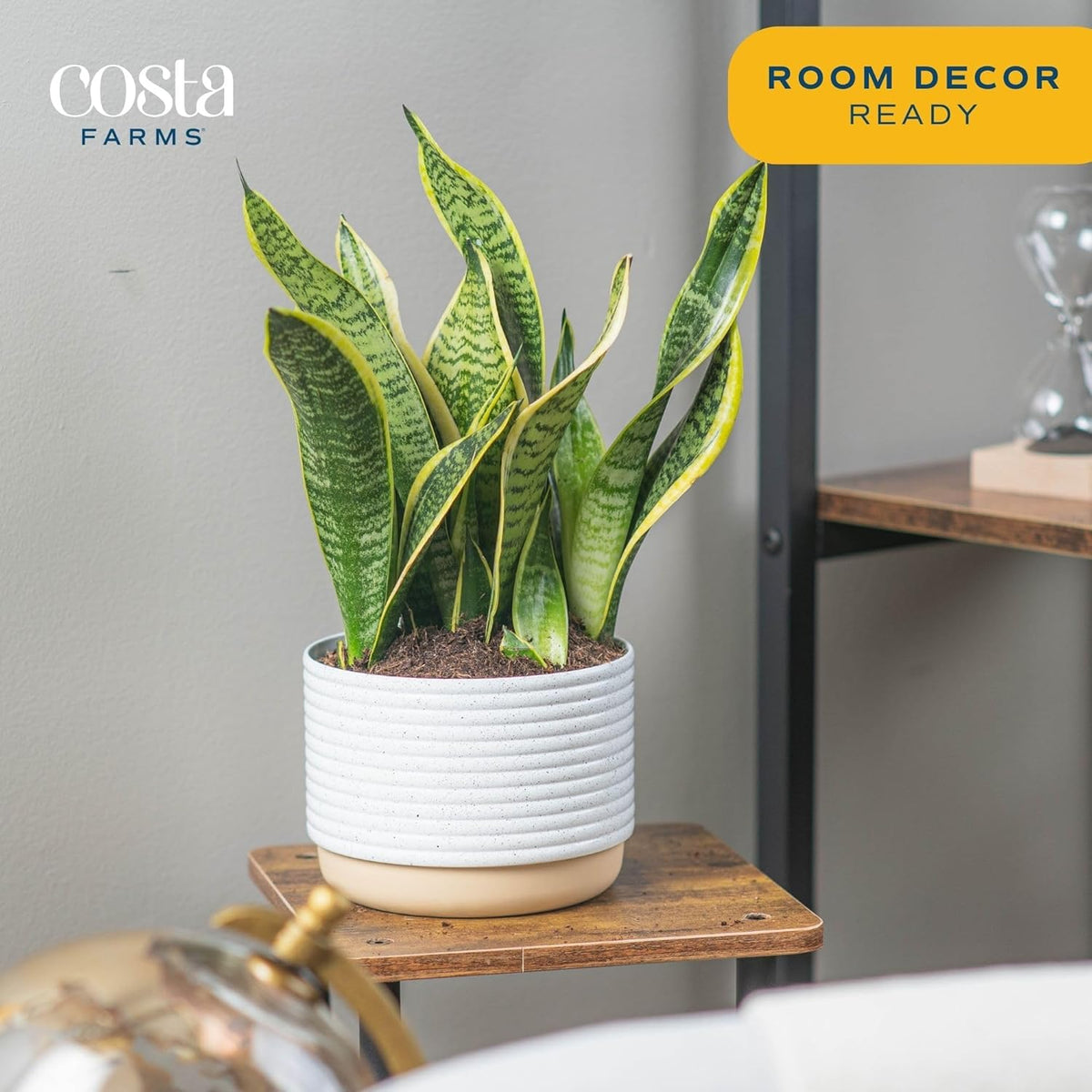 Costa Farms Snake, Sansevieria White-Natural Decor Planter Live Indoor Plant, 12-Inch Tall