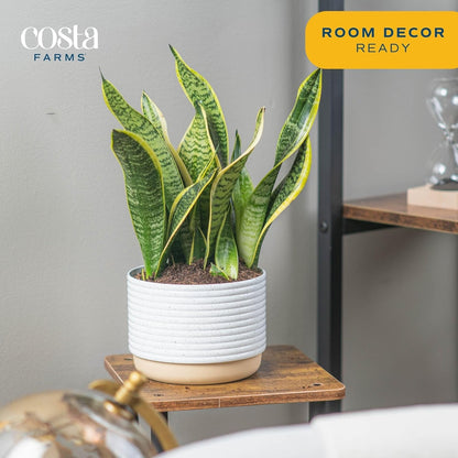 Costa Farms Snake, Sansevieria White-Natural Decor Planter Live Indoor Plant, 12-Inch Tall