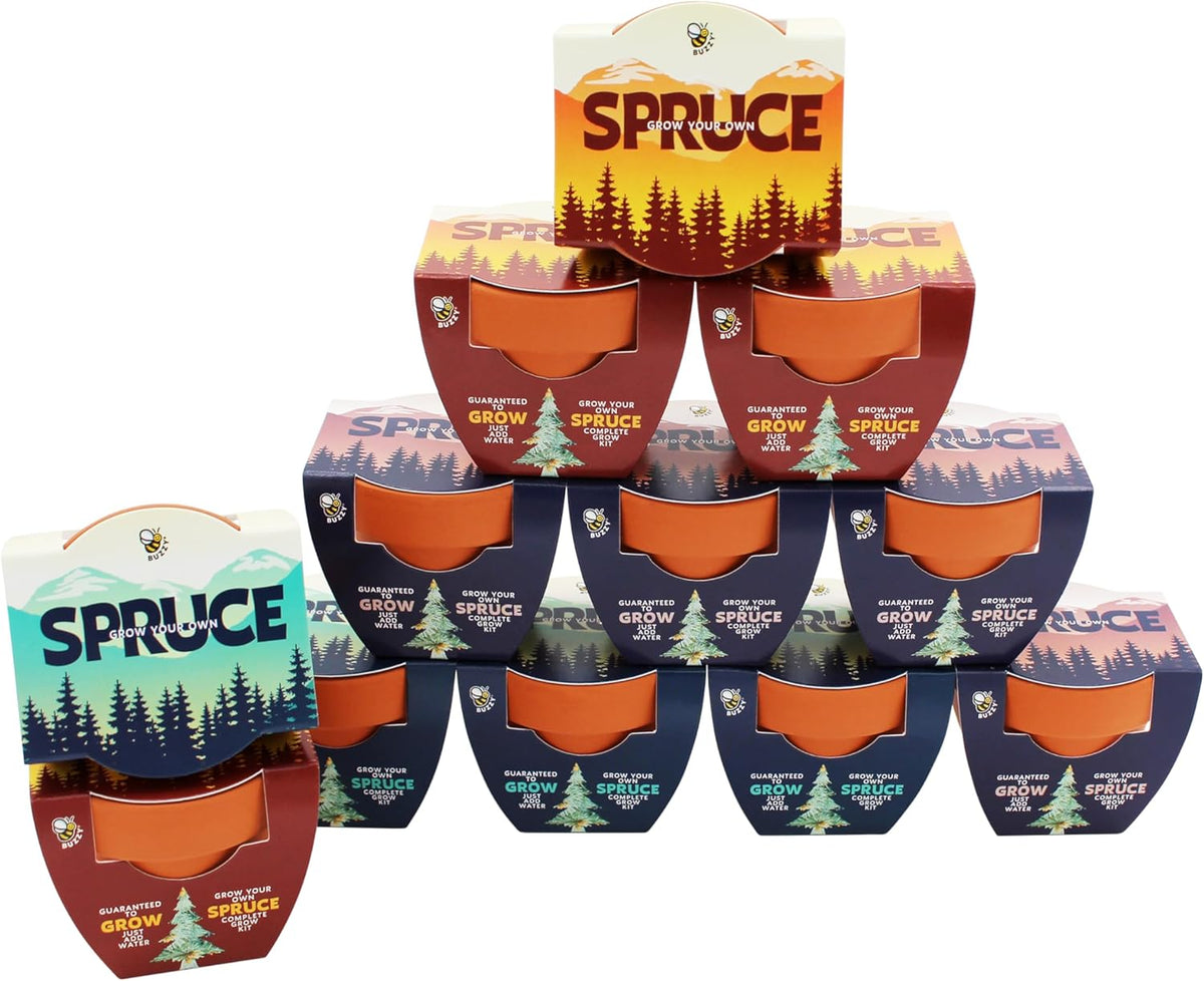 BUZZY Seeds Holiday Spruce Tree 12 Pack Mini Terracotta Grow Kits Includes All You Need to Sprout