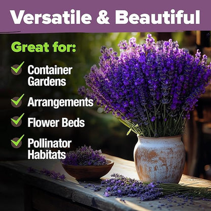 HOME GROWN 𝗨𝗦𝗔 𝗣𝗥𝗘𝗠𝗜𝗨𝗠 English Lavender Seeds 1,500+ 𝗡𝗢𝗡-𝗚𝗠𝗢 Wildflower Seed for
