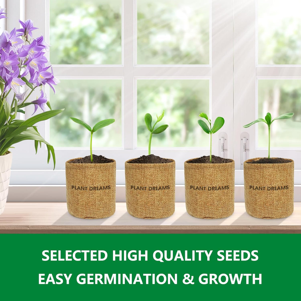 Bonsai Tree Starter Kit for Beginners - Indoor Live Plant Gardening Adult Craft Kits - Unique