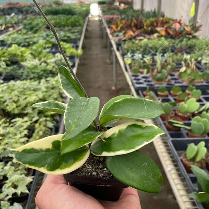 Hoya Carnosa 'Tricolor' Live Plant for Indoor | Different Houseplants in 3'' Pot | Real House Plant