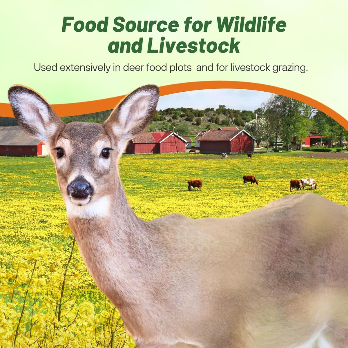 Outsidepride Trophy Forage Rape Seed - 1 Lb Heat, Cold & Drought-Tolerant Brassica Food Plot Seed