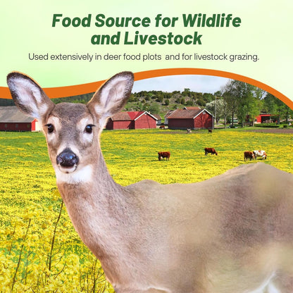 Outsidepride Trophy Forage Rape Seed - 1 Lb Heat, Cold & Drought-Tolerant Brassica Food Plot Seed