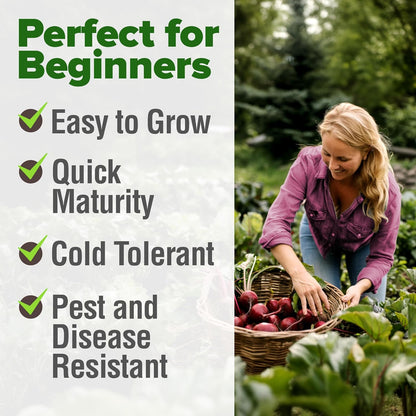 HOME GROWN Detroit Dark Red Beet Seeds 2 Pack(Beta vulgaris) 1000+𝗡𝗢𝗡-𝗚𝗠𝗢 𝗨𝗦𝗔 Heirloom