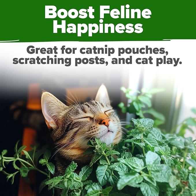HOME GROWN 𝗨𝗦𝗔 𝗣𝗥𝗘𝗠𝗜𝗨𝗠 Catnip Seeds (Bulk Pack) 𝗡𝗢𝗡-𝗚𝗠𝗢 Heirloom Herb 2,116 Seeds