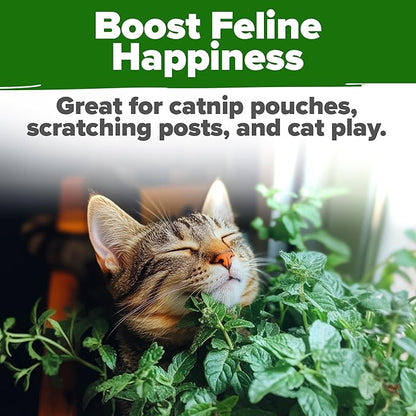 HOME GROWN 𝗨𝗦𝗔 𝗣𝗥𝗘𝗠𝗜𝗨𝗠 Catnip Seeds (Bulk Pack) 𝗡𝗢𝗡-𝗚𝗠𝗢 Heirloom Herb 2,116 Seeds