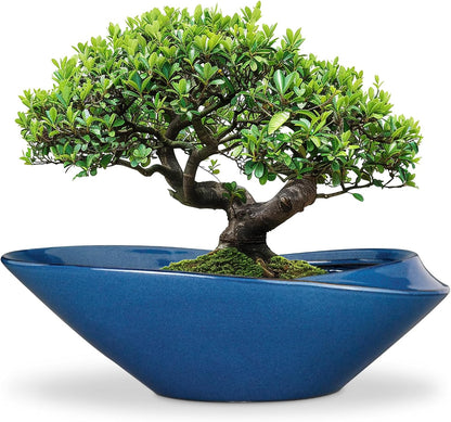 Bonsai Pot - 18 Inch Ceramic Planter for Indoor Outdoor Plants Bonsai Tree Pot Modern Large