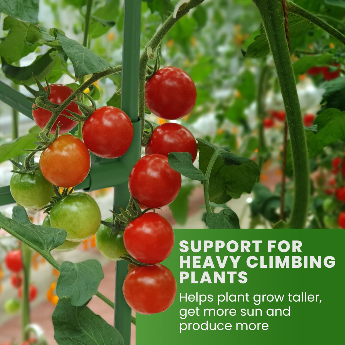 Tomato Cage Square - Large Trellis Stakes and Plant Support Structures for Vegetables and Climbing