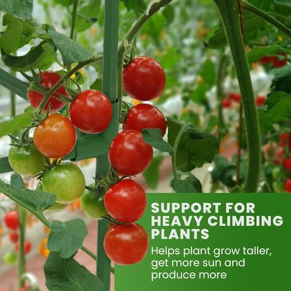 Tomato Cage Square - Large Trellis Stakes and Plant Support Structures for Vegetables and Climbing