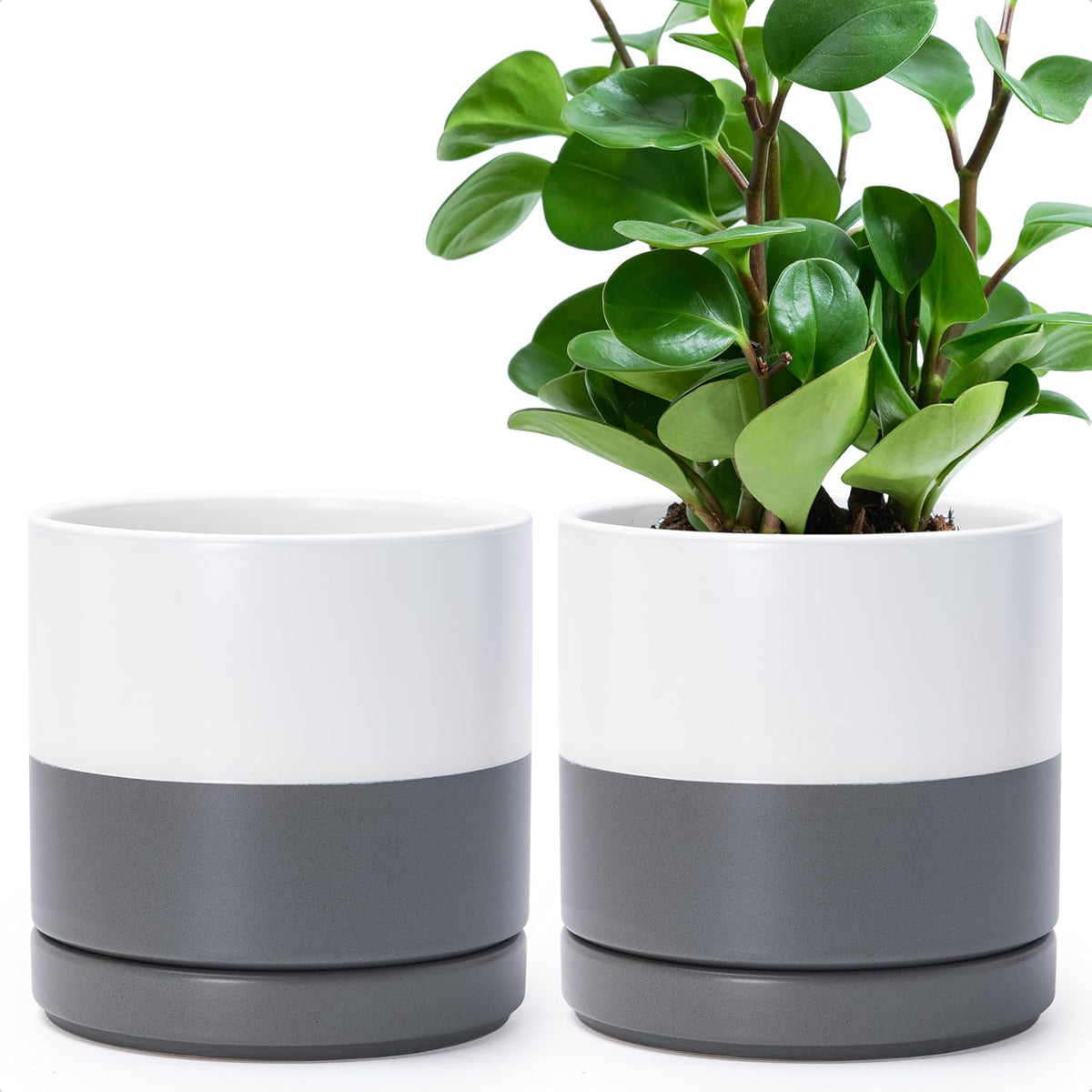 D'vine Dev Set of 2 Plants Pots, 6.5 Inch Ceramic Planter Pot for Plants with Drainage Hole and