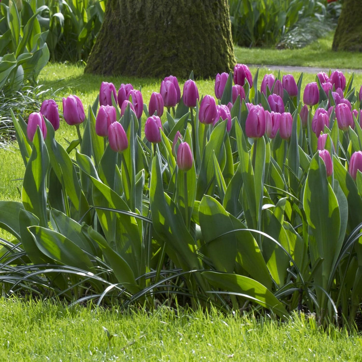 Lavender Purple Triumph Tulip Flowers – Gardener’s Favorite 10‑Bulbs| Pure & Variegated