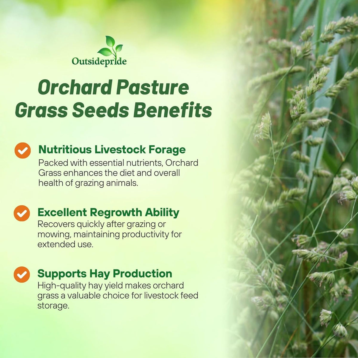 Outsidepride Grazer Orchard Pasture Grass Seed - 25 Lbs. Perennial, Drought & Shade Tolerant