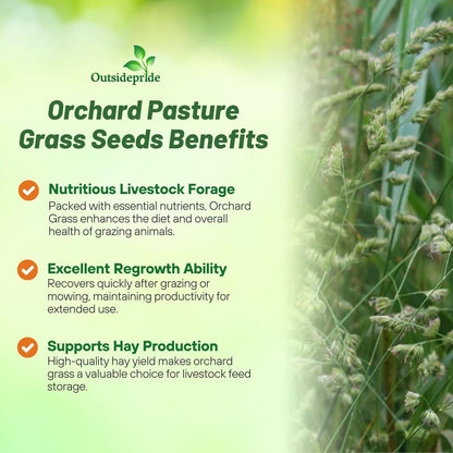 Outsidepride Grazer Orchard Pasture Grass Seed - 50 Lbs. Perennial, Drought & Shade Tolerant