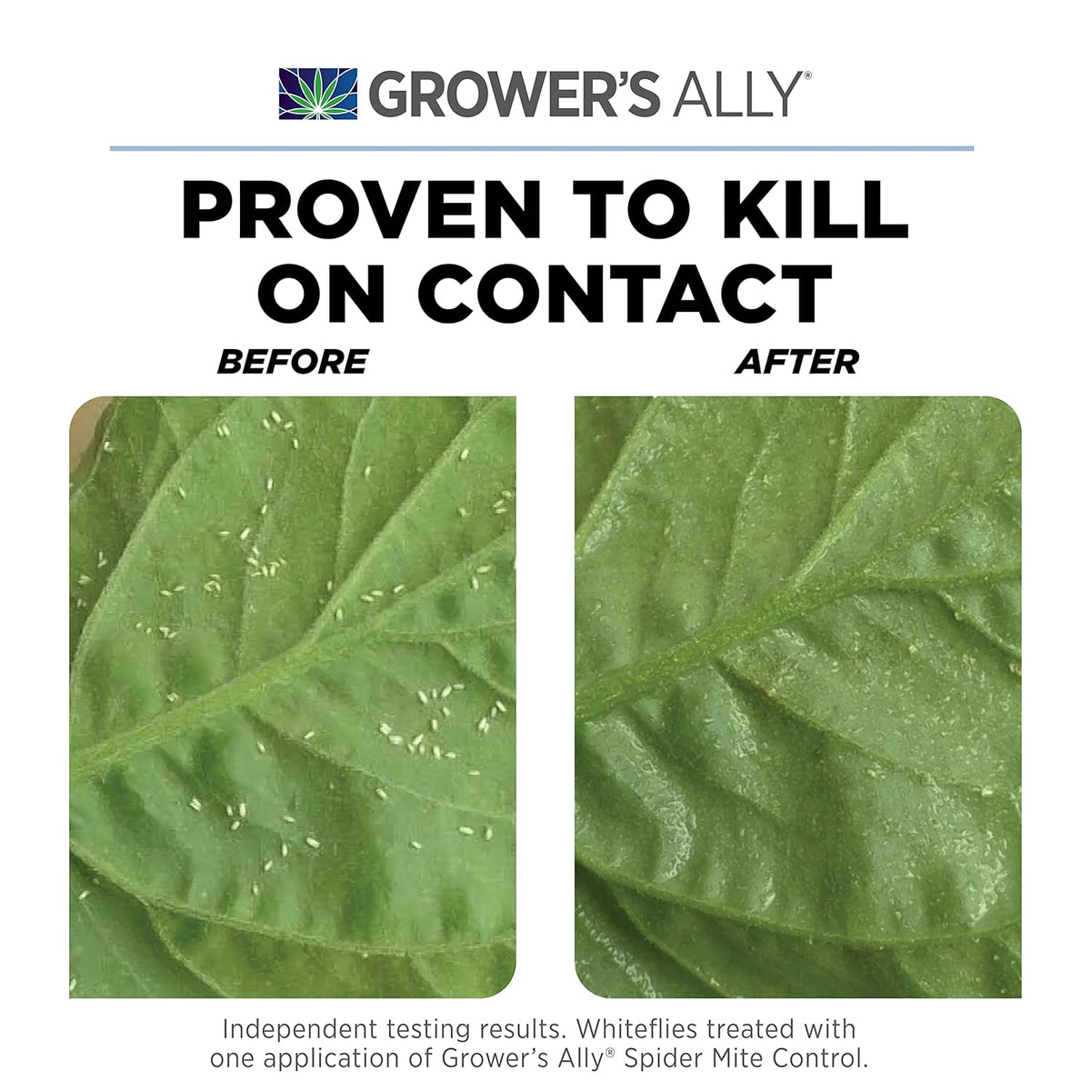 Grower's Ally Spider Mite Control Concentrate 1 qt | Natural Spider Mite & Insect Killer with