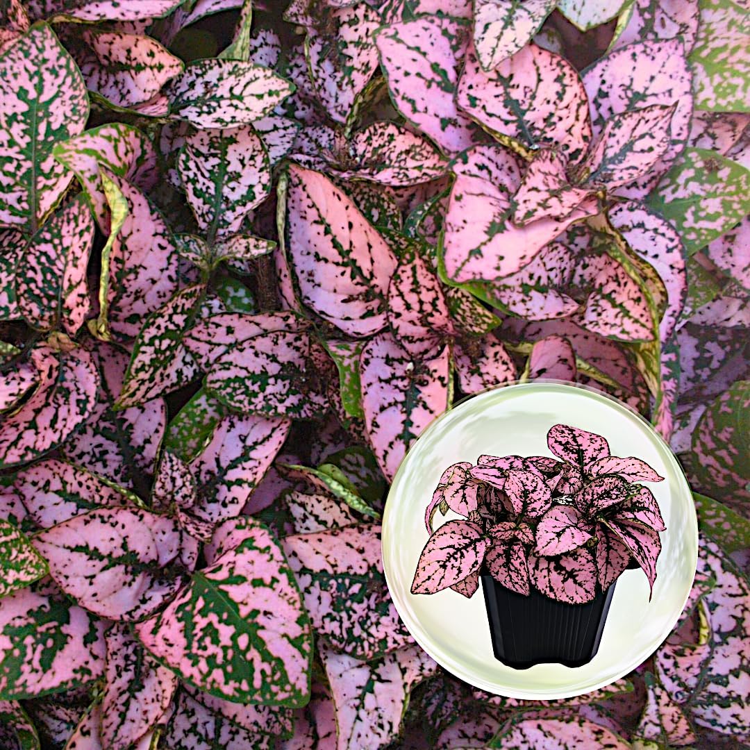Polka Dot Plant (4-Pack) - Live Houseplants, Small Indoor Plants, Hypoestes Pink- Colorful