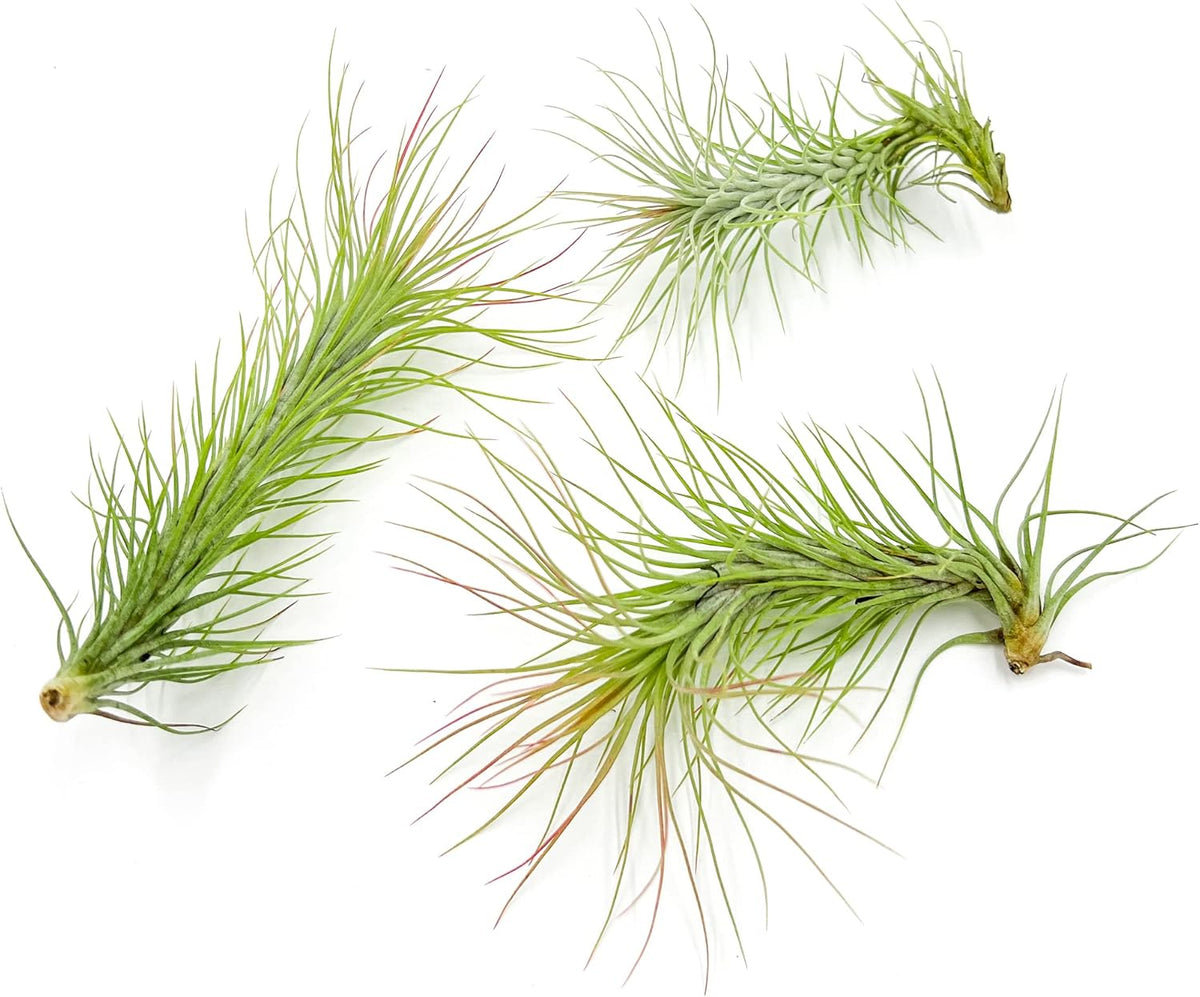 ragnaroc Air Plants - Tillandsia Funckiana, Large 5" - 3ct - Live Arrival Guaranteed - House Plants