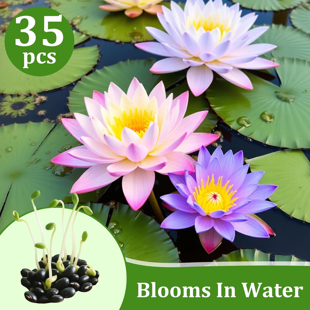 35Pcs Mixed Lotus Seeds for Planting in Water, Colorful Bowl Lotus & Water Lily Flower Seeds for